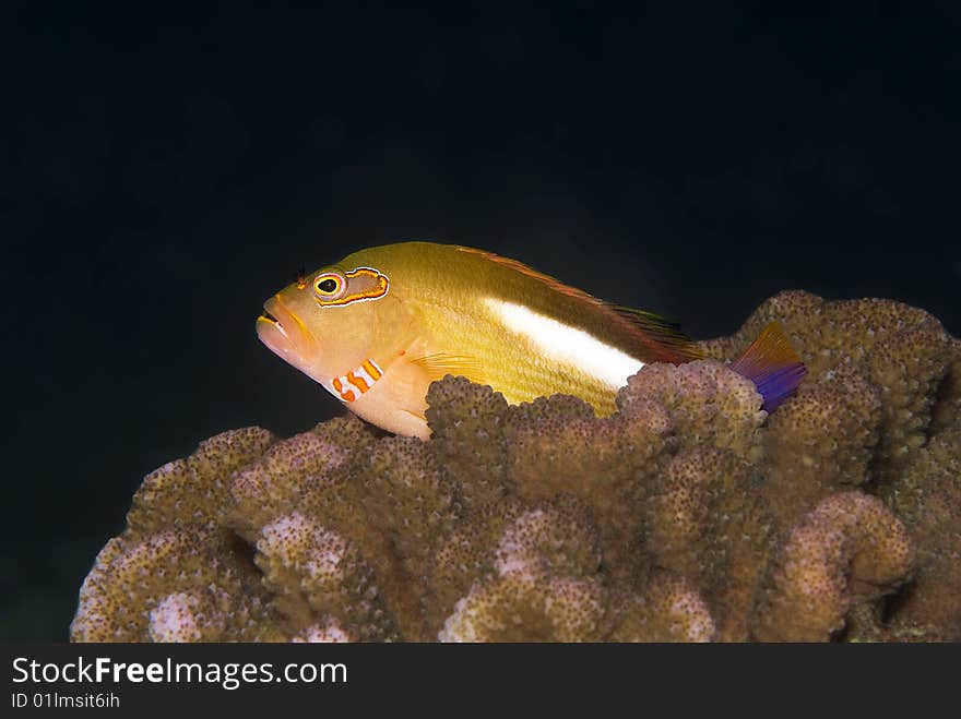 Arc Eye Hawkfish (Paracirrhites Arcatus)