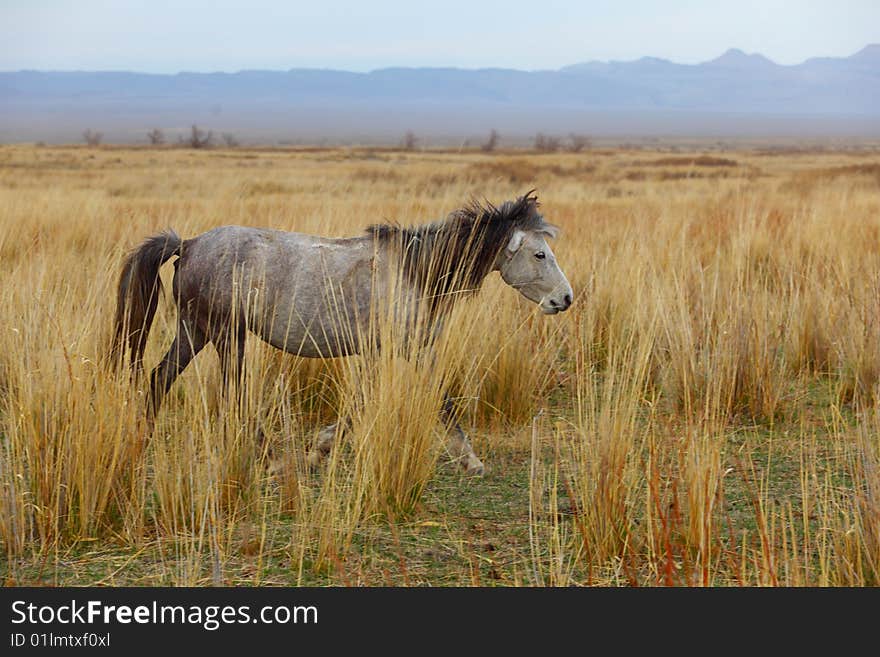 Grey horse on a yellow grass