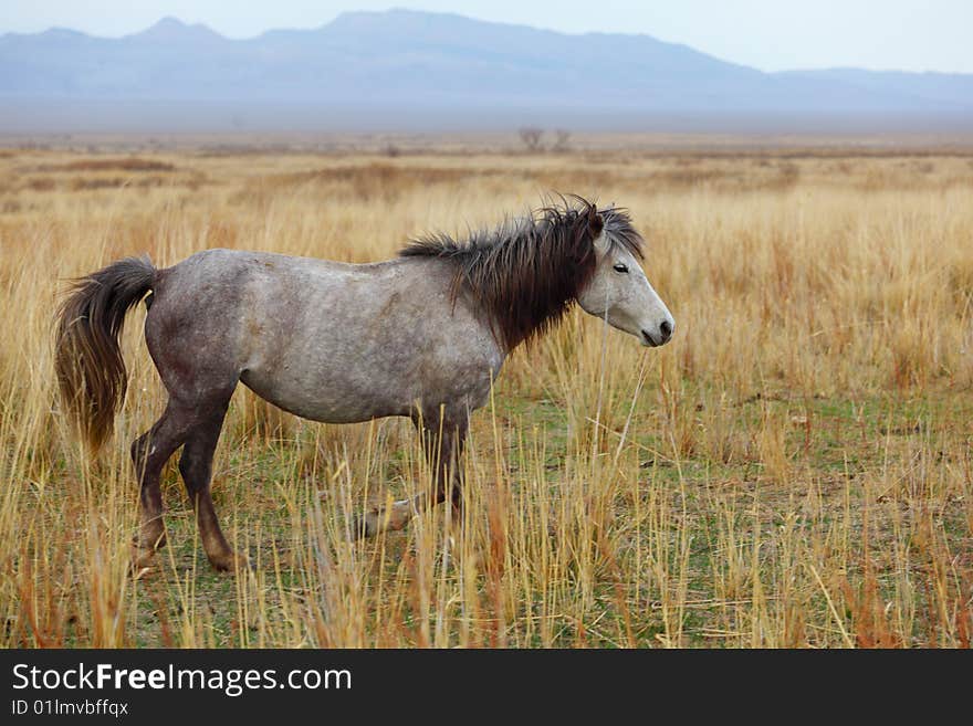 Grey horse on a yellow grass