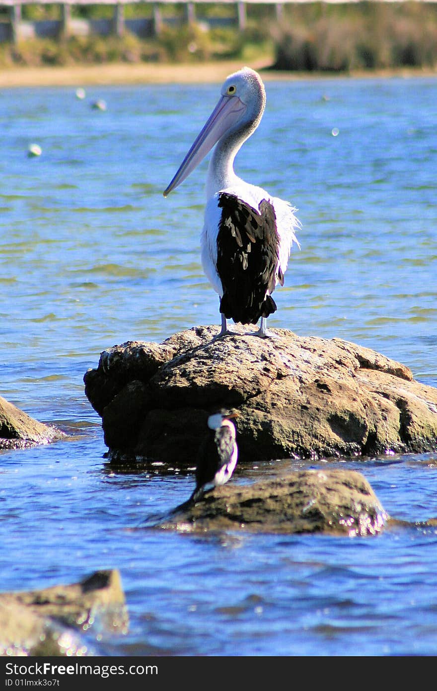 Pelican standing on rock in the sea in Western Australia. Pelican standing on rock in the sea in Western Australia