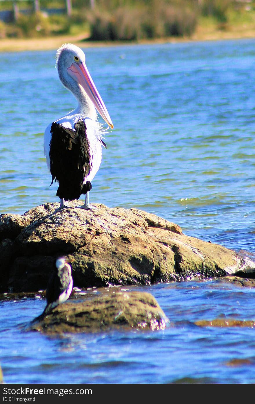 Pelican standing on rock in the sea in Western Australia. Pelican standing on rock in the sea in Western Australia