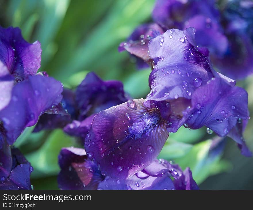 The bloom of iris after rain in in spring