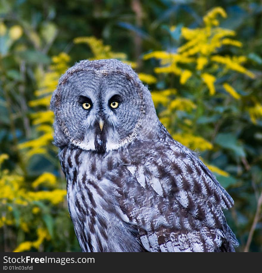 Owl looking into camera with nature behind