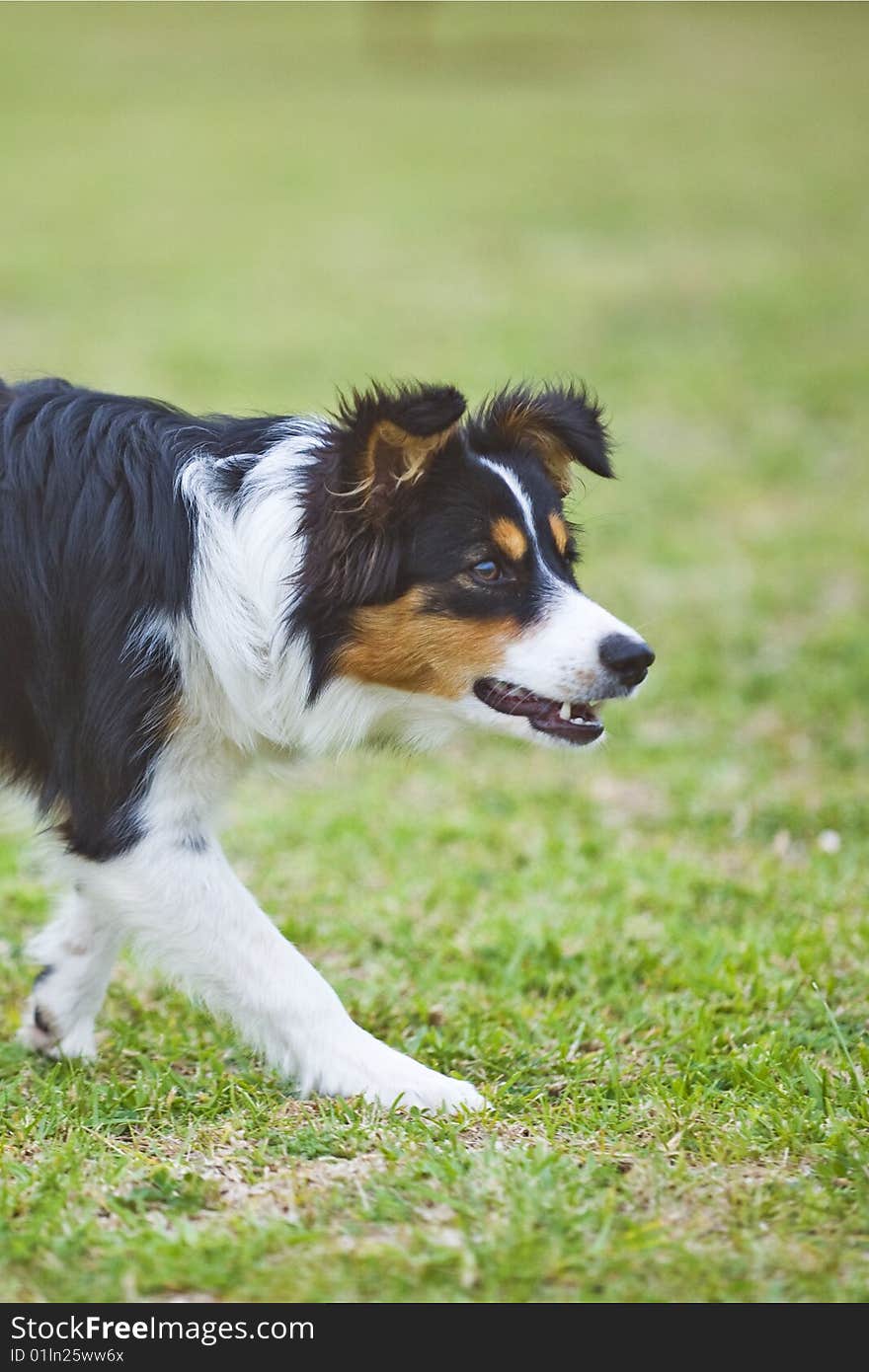 The intense concentration of a puppy Border Collie in training. The intense concentration of a puppy Border Collie in training