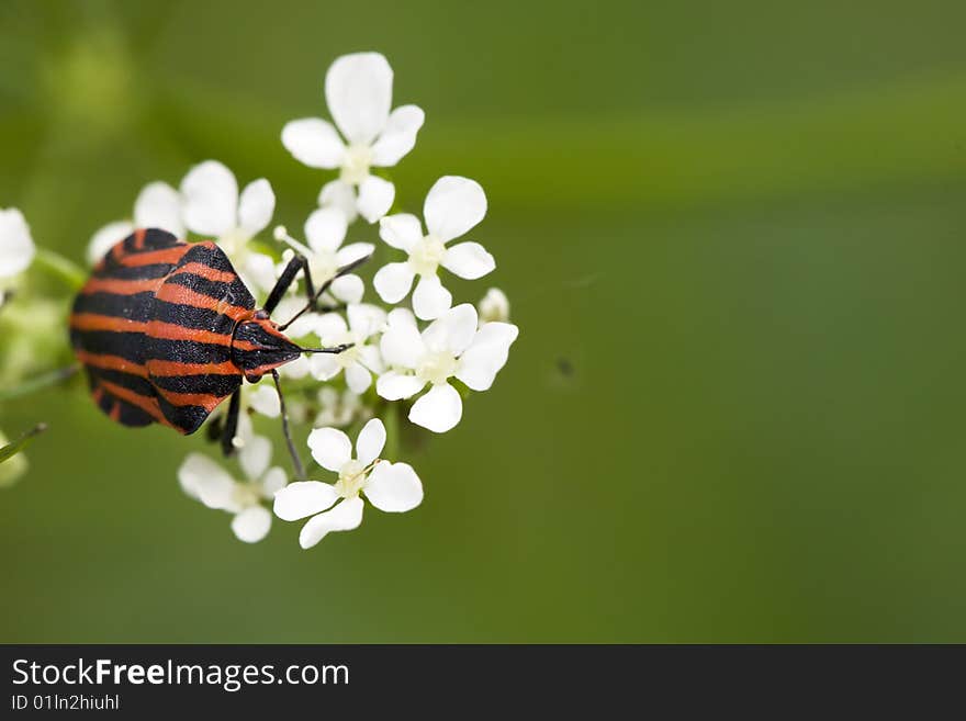 Hemiptera red stink bug in white flowers