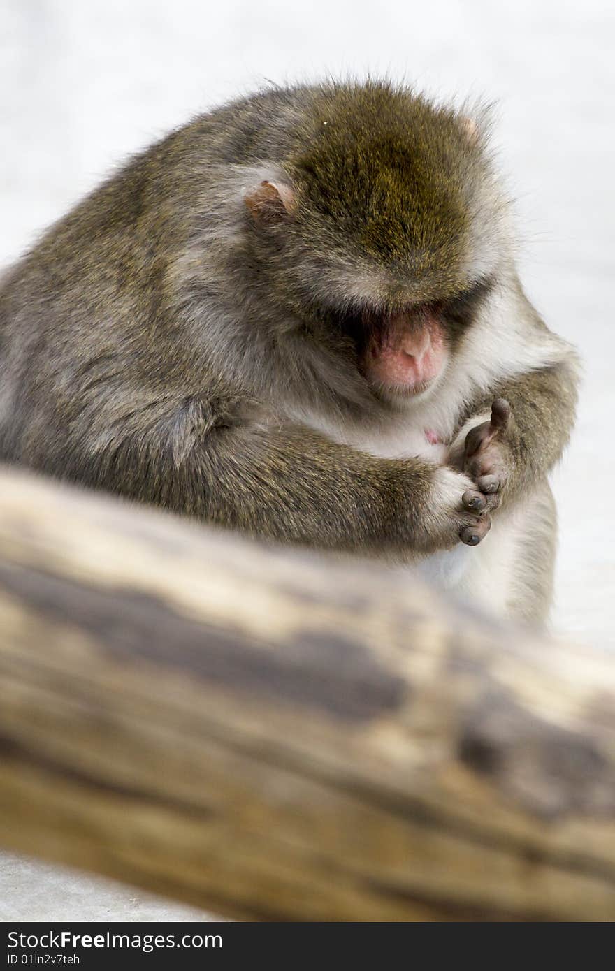 Macaca fuscata grey japanese monkey