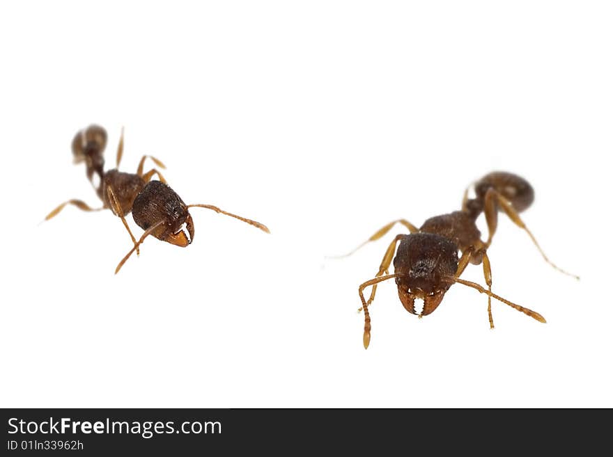 Close up of ants  isolated on white