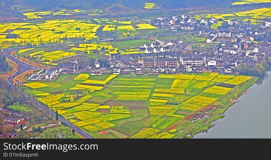 Overlooking the yellow flower field