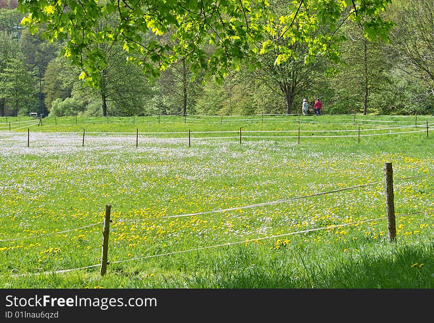 Grazing Land