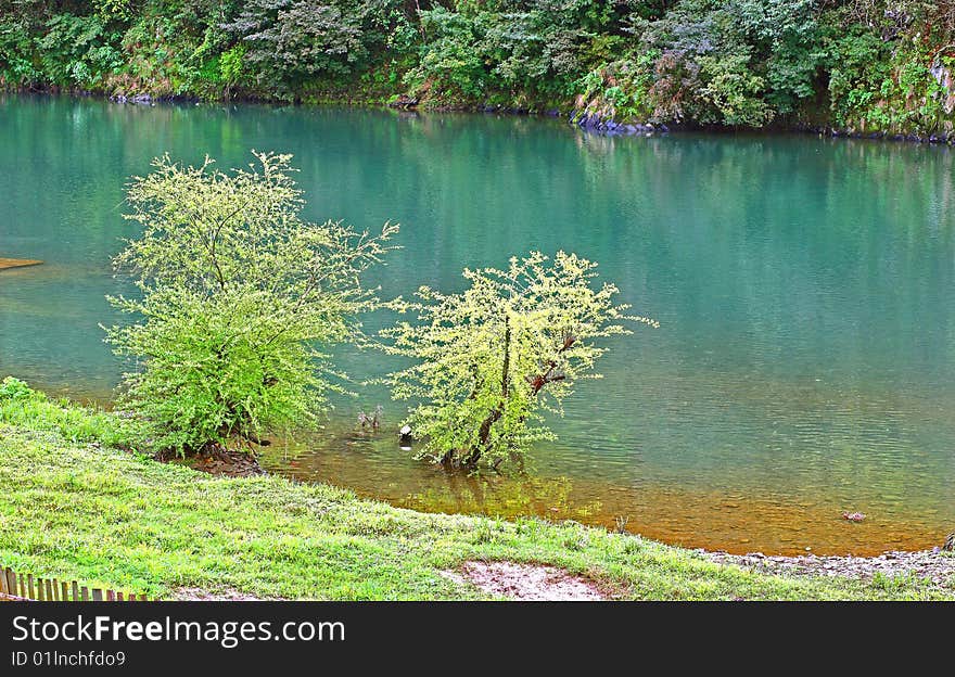 Trees by water