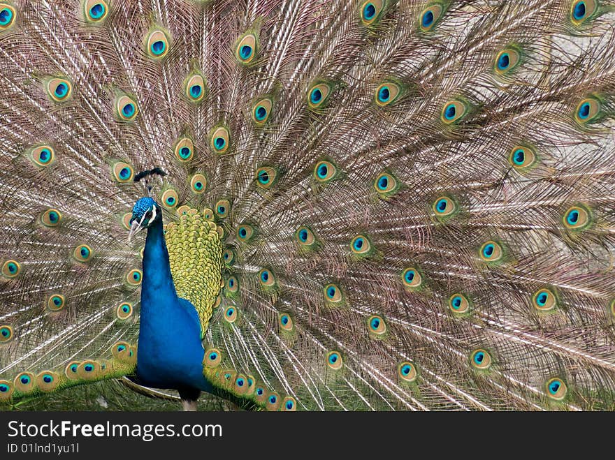 A beautiful peacock displaying for his mate. A beautiful peacock displaying for his mate