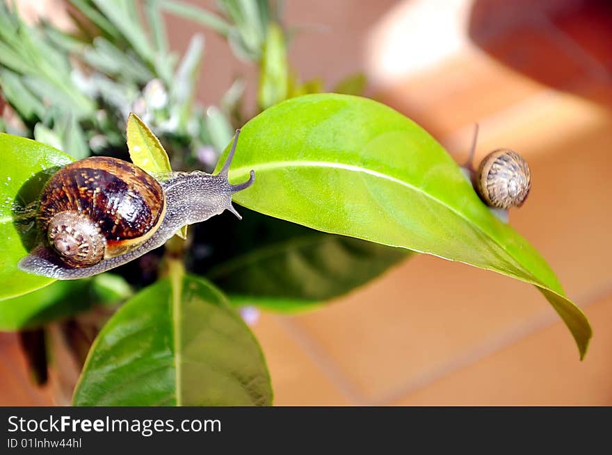 Garden snails creeping on green sheets. Garden snails creeping on green sheets.