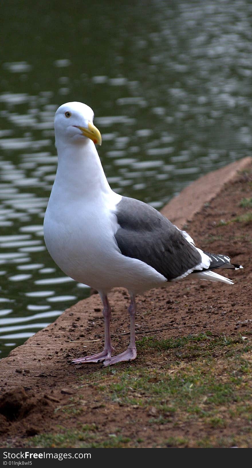 A single sea gull standing