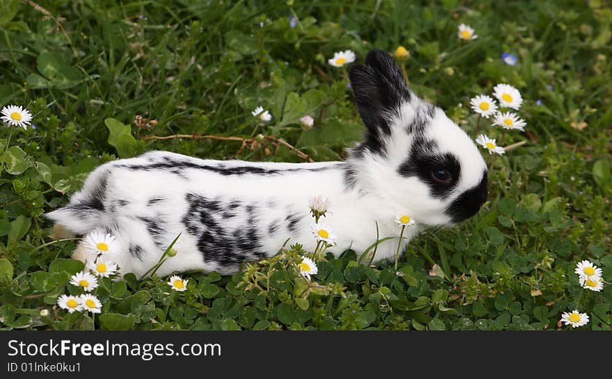 Portrait of little bunny in the grass