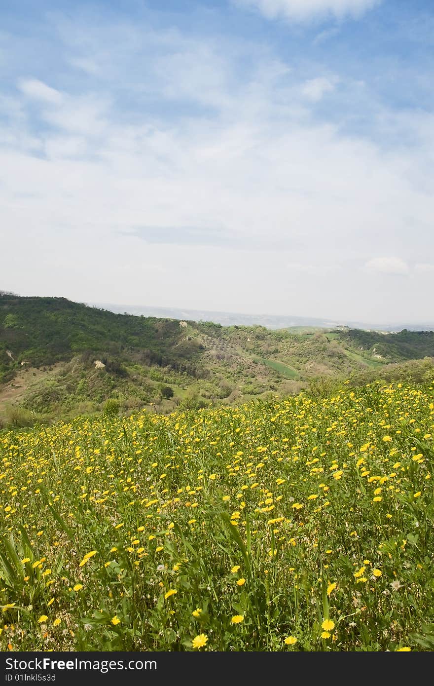 A field of yellow flowers in Umbria (IT)