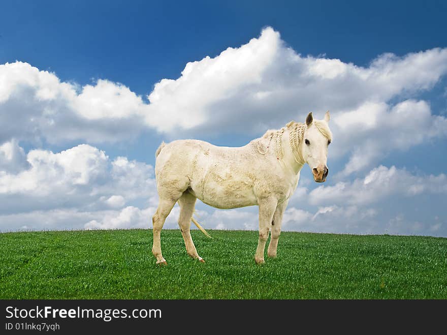 Beautiful pony with braided mane in a green field with clouds. Beautiful pony with braided mane in a green field with clouds.