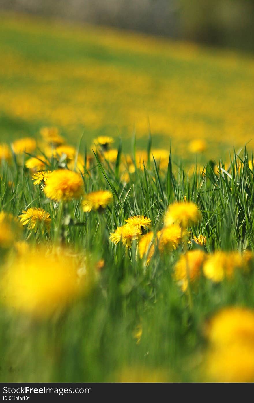 Dandelions in the field