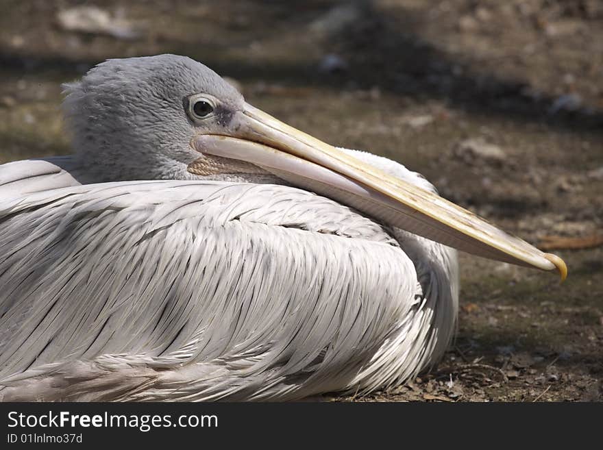 Pelican