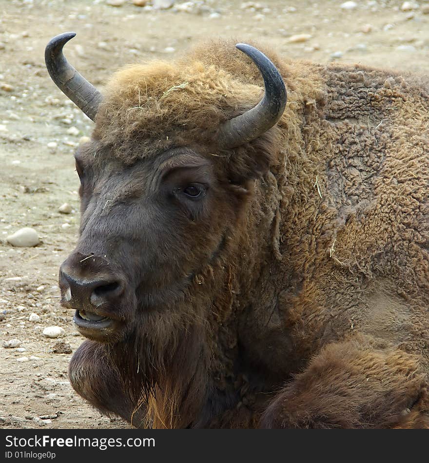 Close view of a bison's head. Close view of a bison's head.