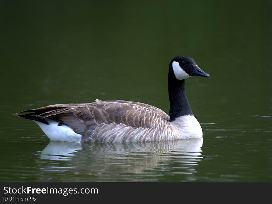 Goose