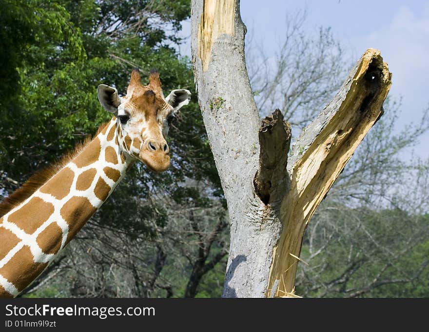 Fossil Rim Giraffe having lunch at broken tree. Fossil Rim Giraffe having lunch at broken tree