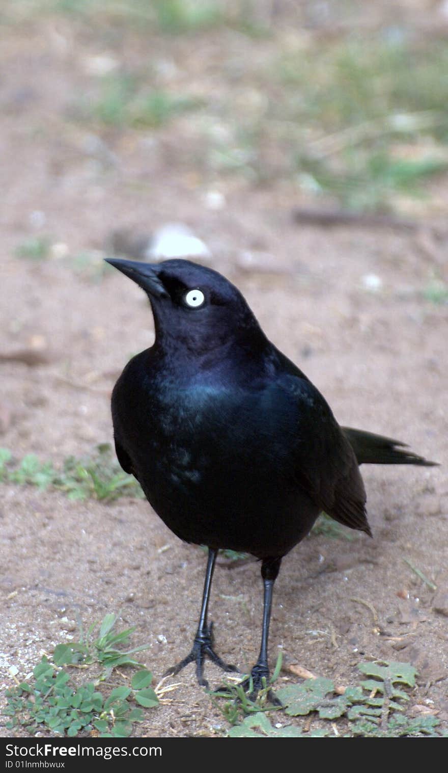 A single bird in the field