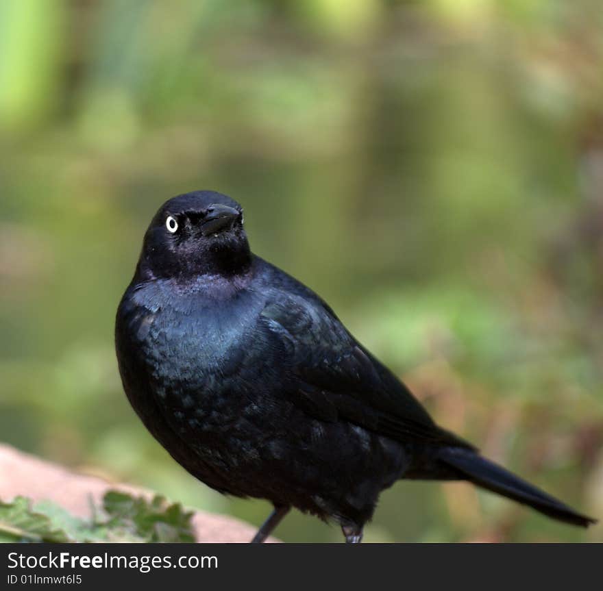 A single bird in the field