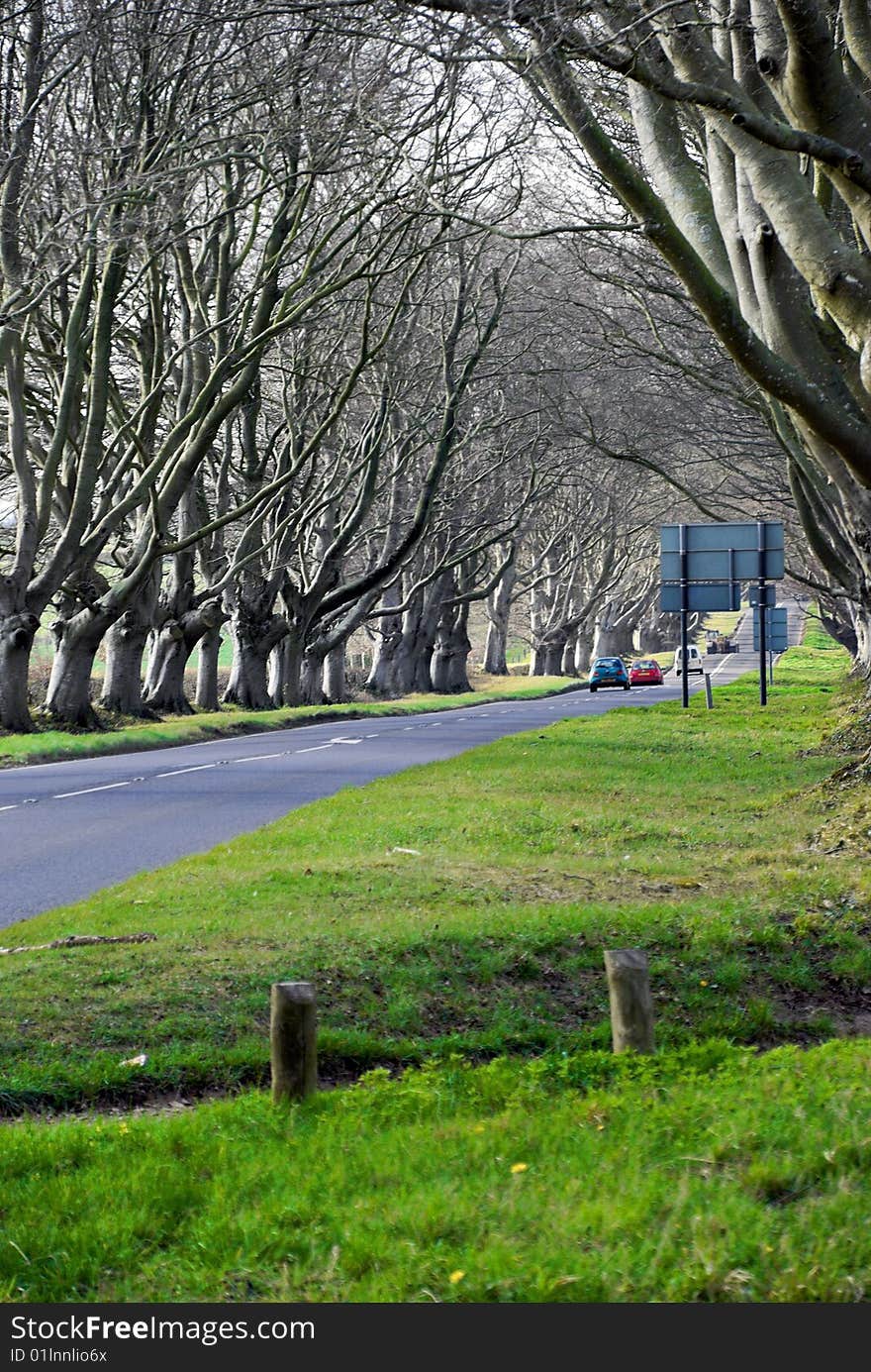 Avenue of trees on way to Badbury Rings Dorset