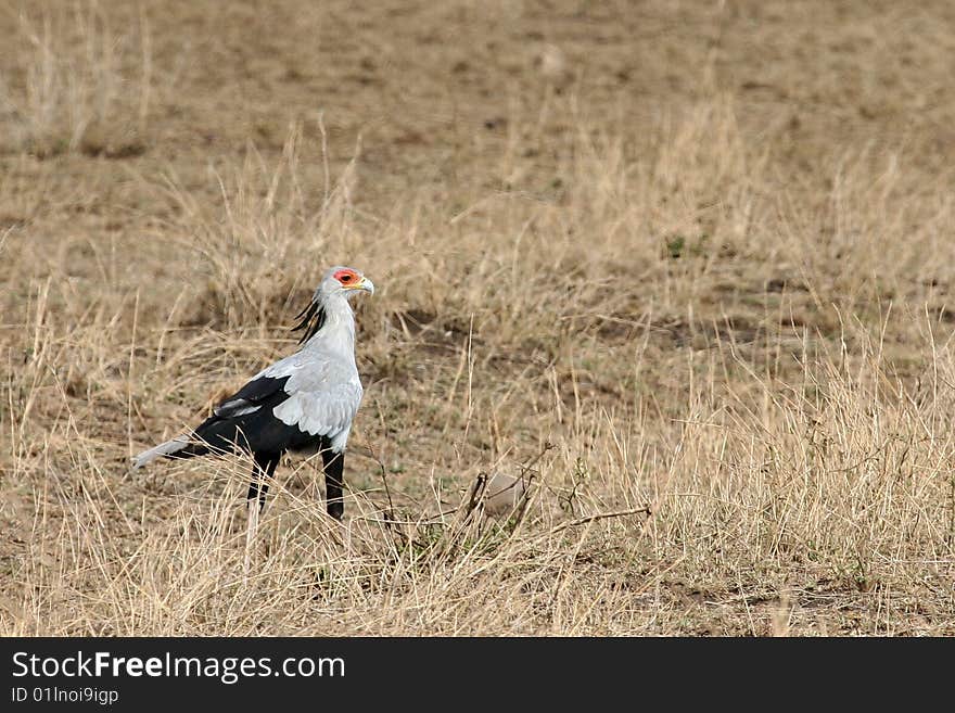 Secretary bird (Sagittarius serpentarius) in Serengeti National Park, Tanzania