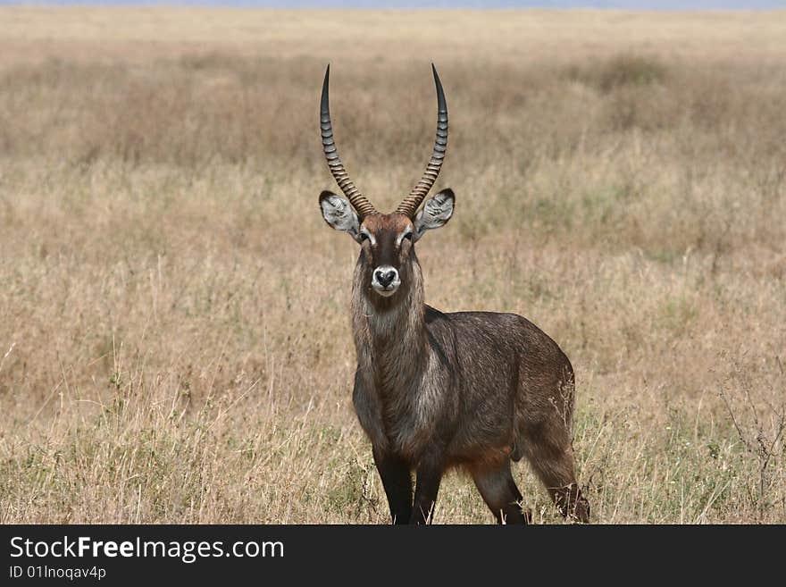 Waterbuck (Kobus ellipsiprymnus) in Serengeti National Park, Tanzania