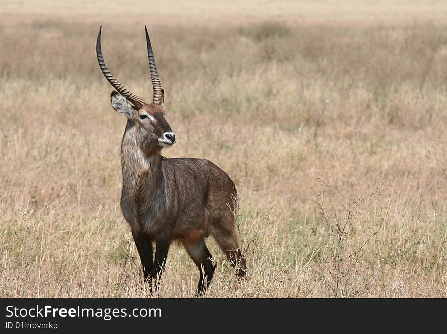 Waterbuck (Kobus ellipsiprymnus) in Serengeti National Park, Tanzania. Waterbuck (Kobus ellipsiprymnus) in Serengeti National Park, Tanzania