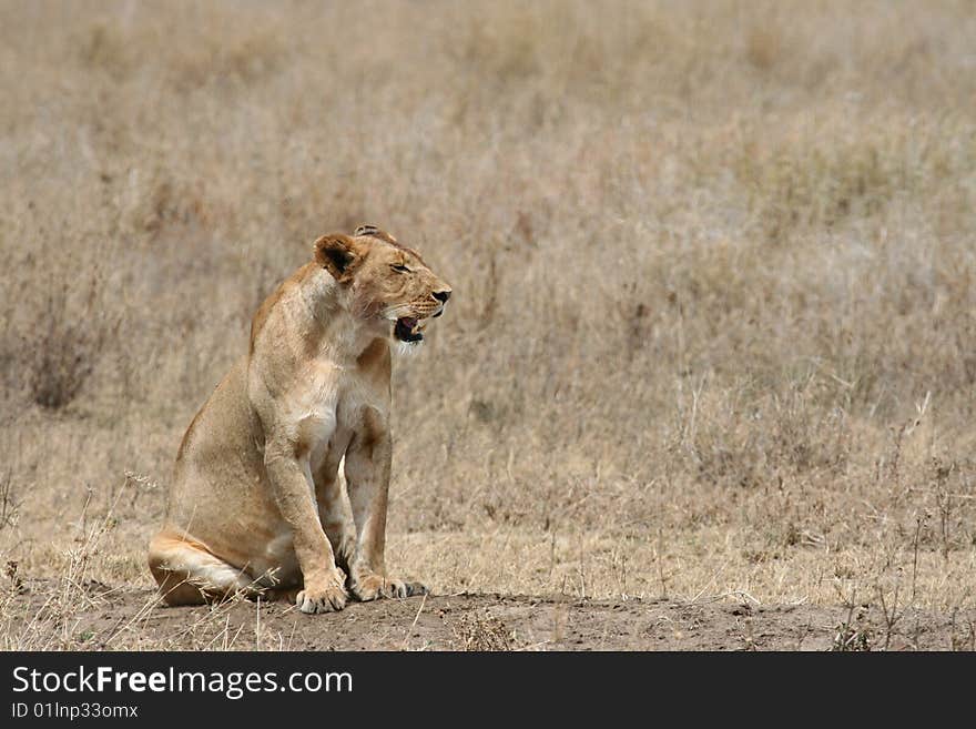 Sitting lioness (Panthera leo); Serengeti National Park, Tanzania