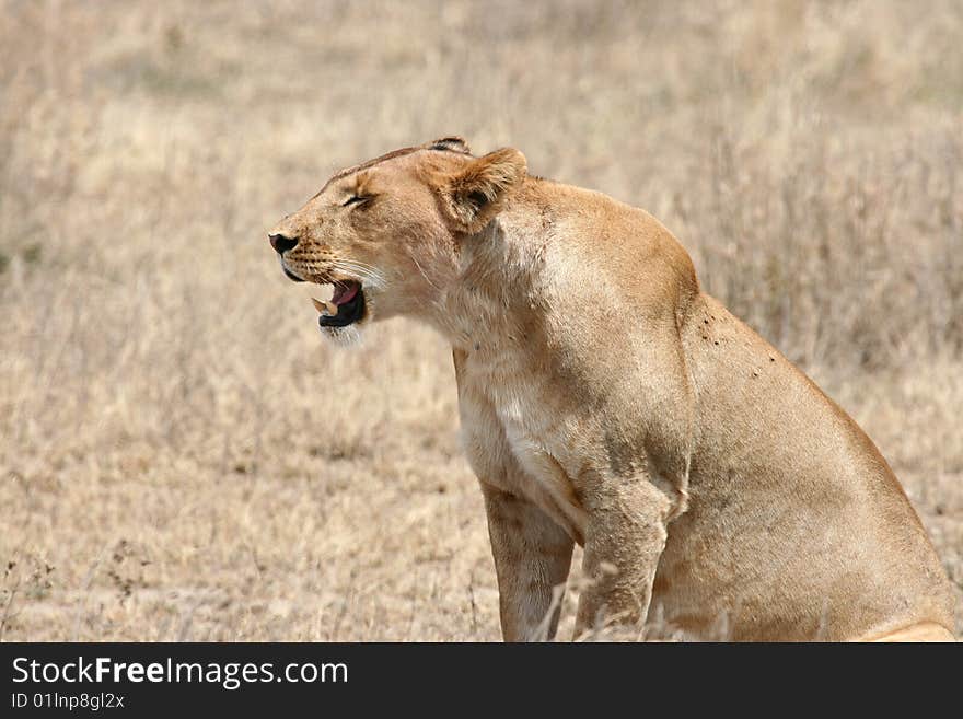 Sitting lioness (Panthera leo); Serengeti National Park, Tanzania