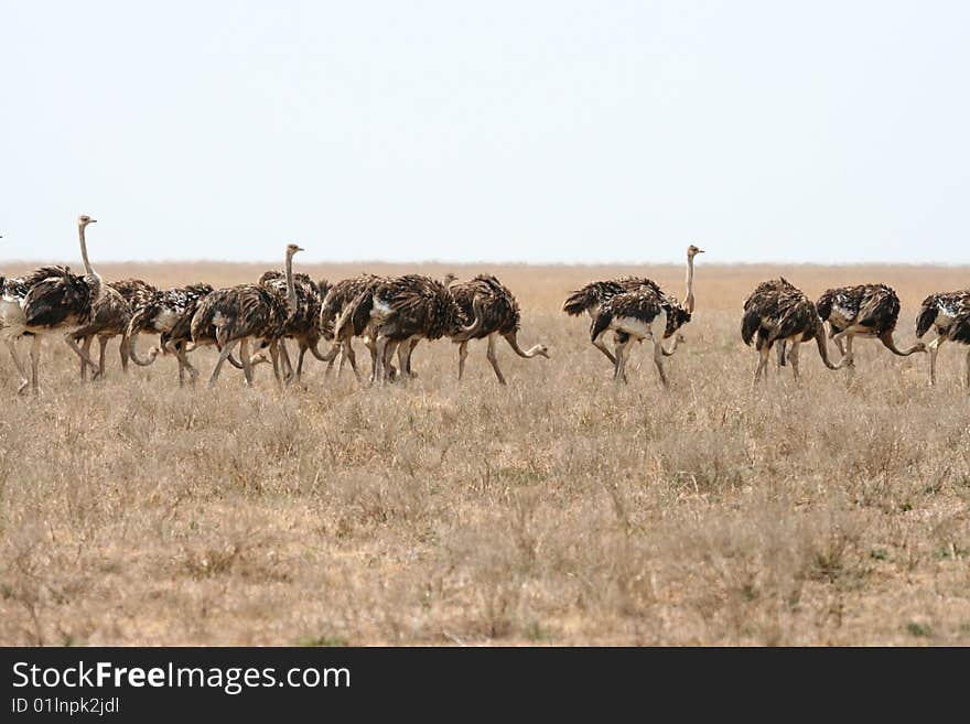 Common Ostrich (Struthio camelus) in Serengeti National Park, Tanzania. Common Ostrich (Struthio camelus) in Serengeti National Park, Tanzania