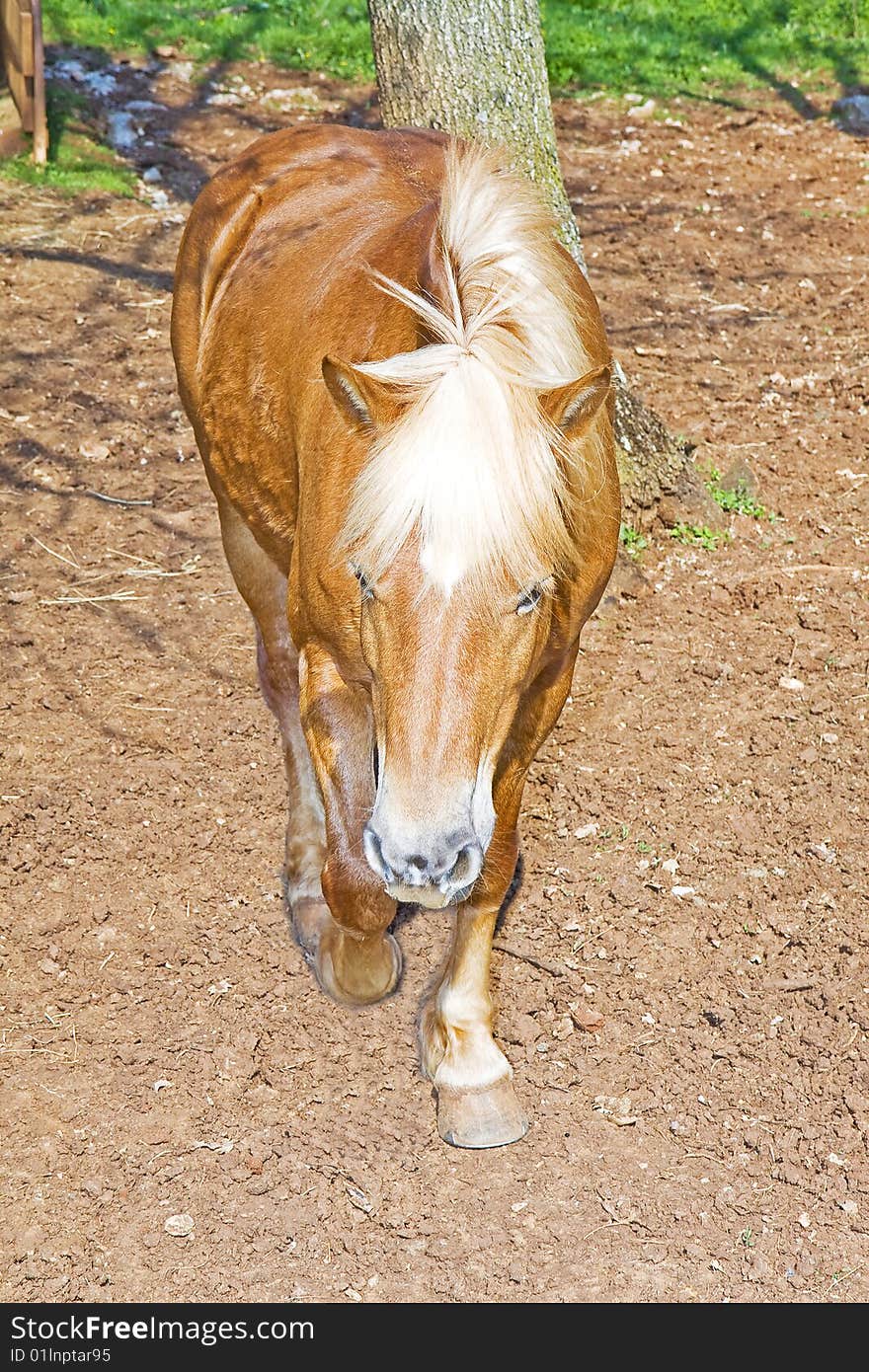 Horse to pasture on the farm