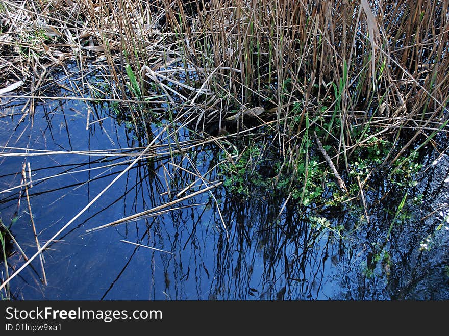 Reed reflection in the blue water