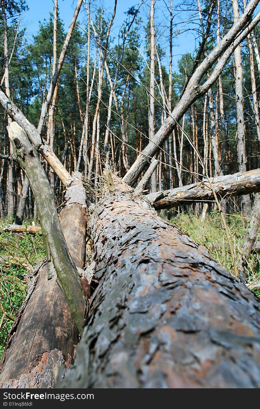 Felled pine