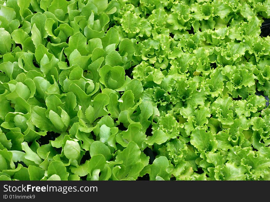 Green Salad Background