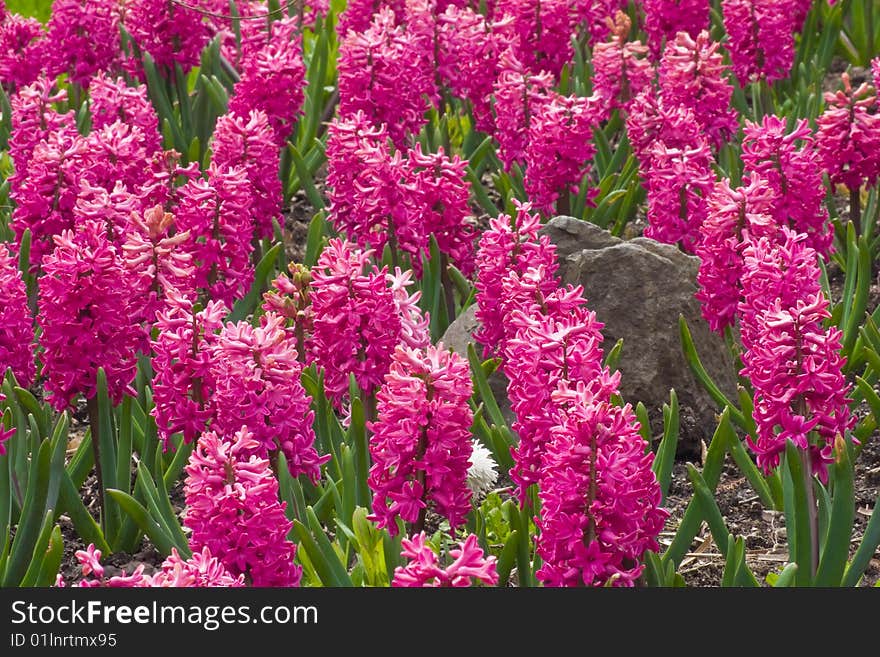 Magenta Hyacinths