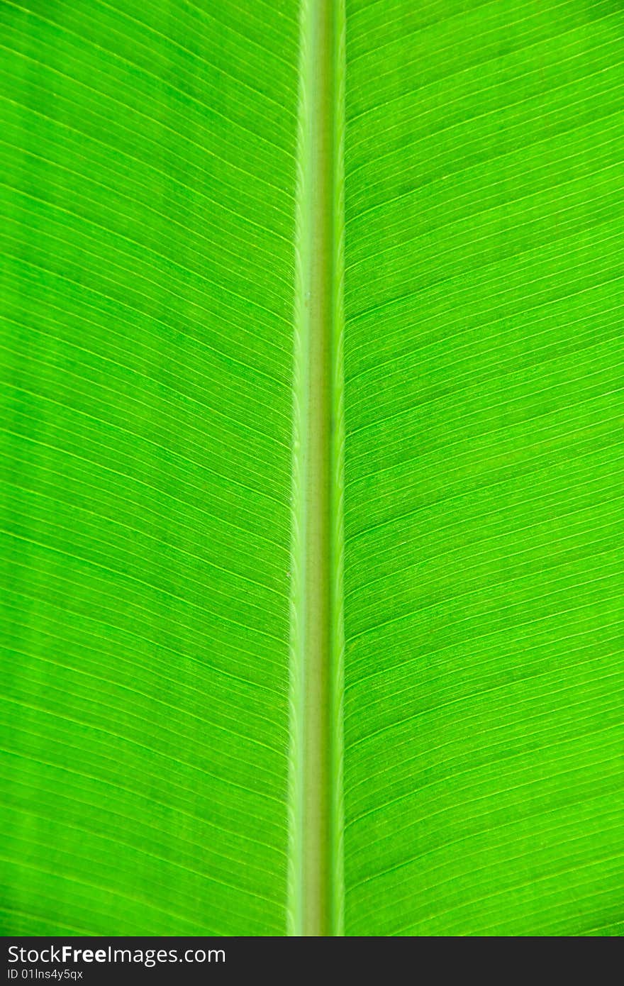 An abstract composition of a tropical leaf