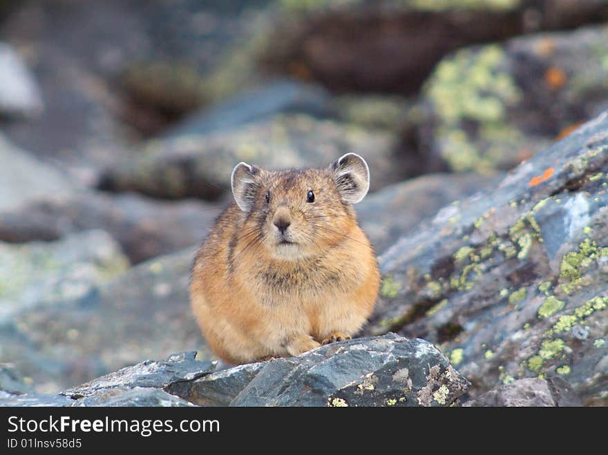 Hamster close portreit on the rock in wilderness