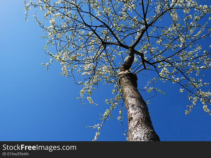 Closeup cherry tree in blossom