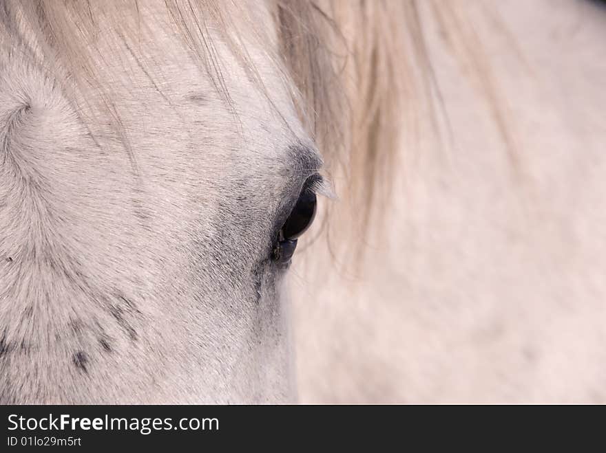 Eye of the white horse