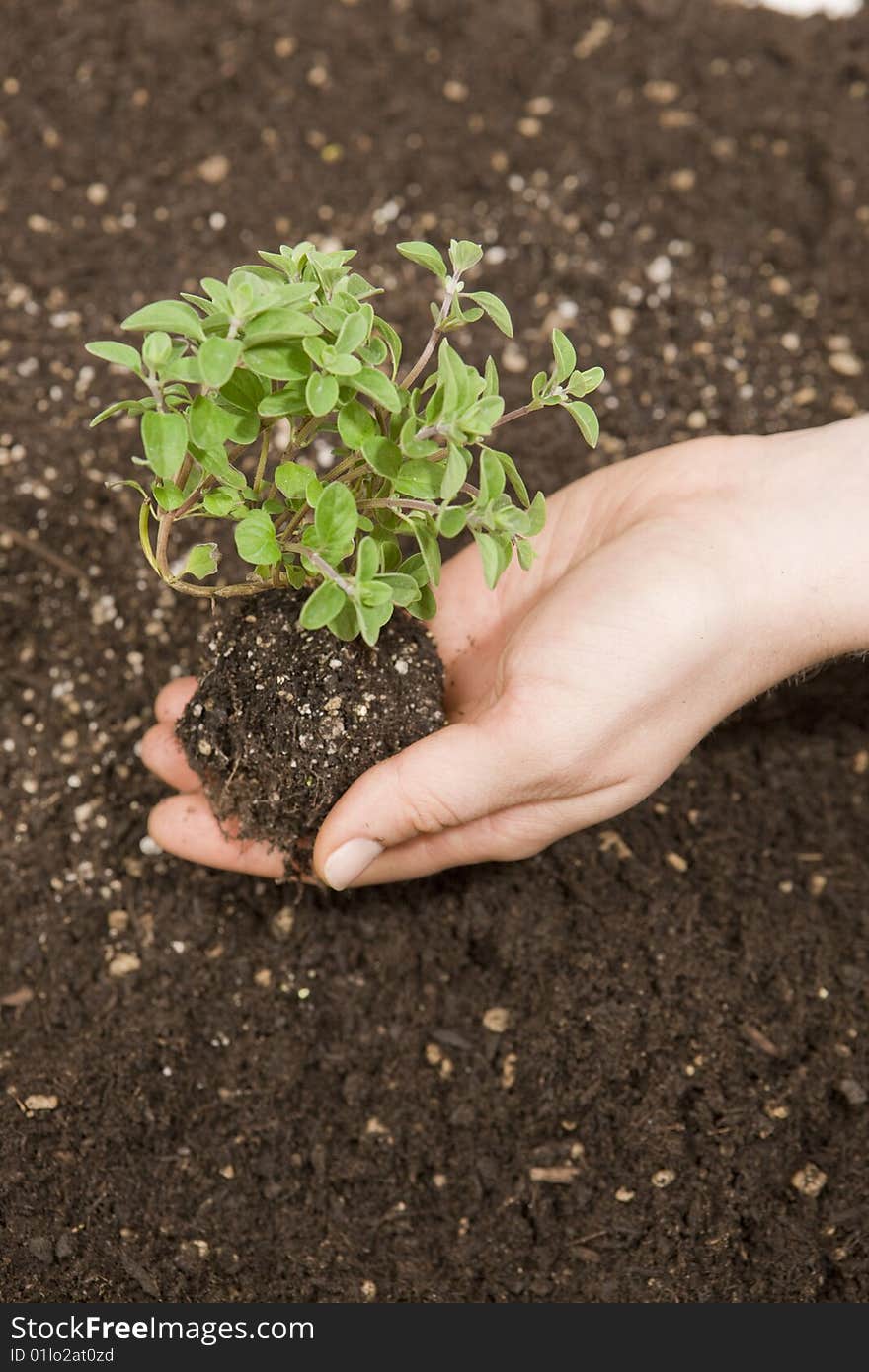 Profile of hand cupped holding small tree in palm and root over fresh soil. Profile of hand cupped holding small tree in palm and root over fresh soil