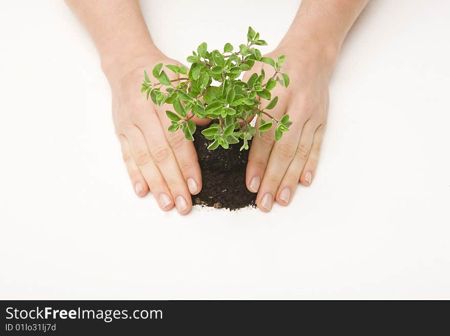 Hands pressing small tree and soil on white surface. Hands pressing small tree and soil on white surface