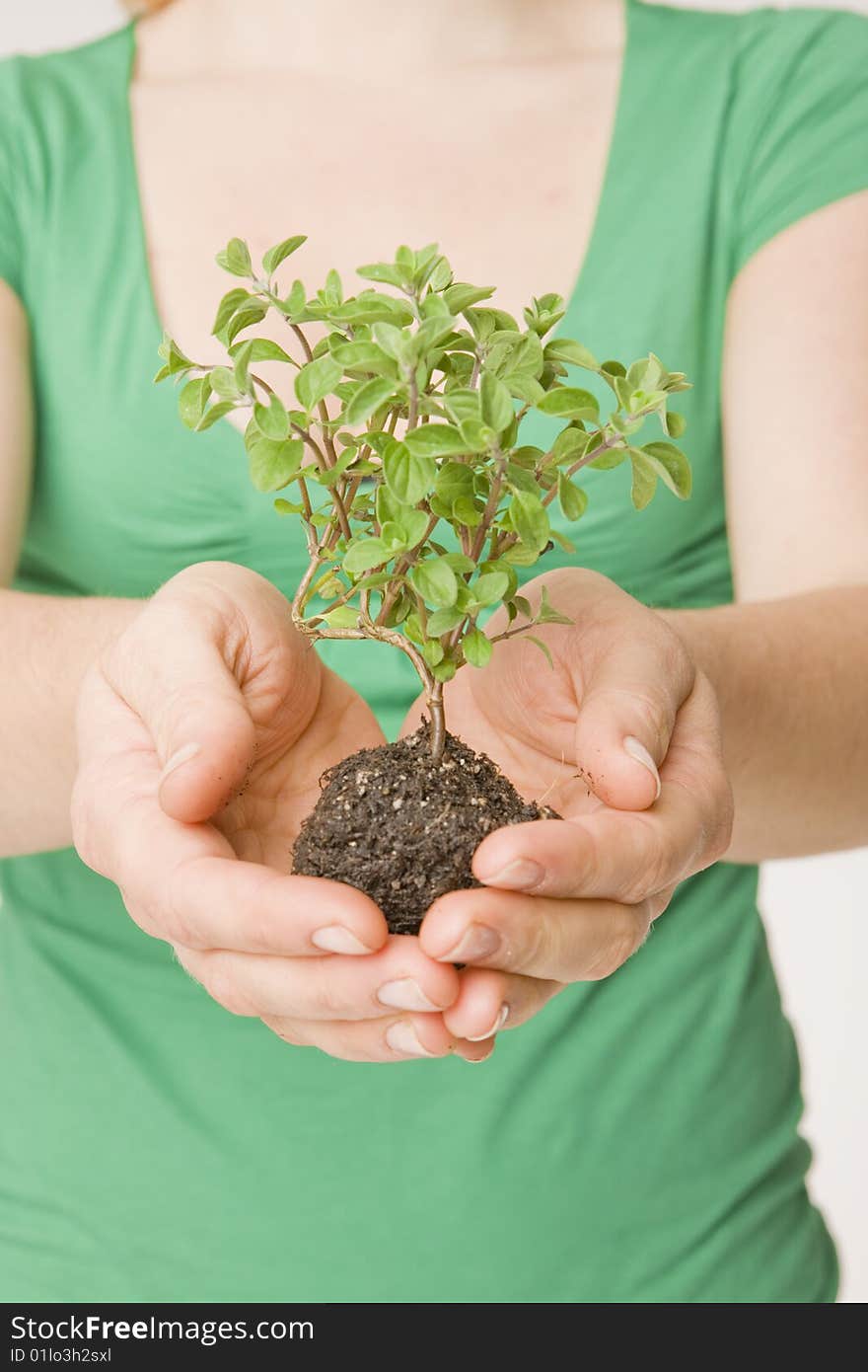 Woman holding small tree and soil in palms. Woman holding small tree and soil in palms