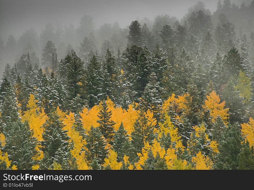 Aspen and pine trees in an autumn snow. Aspen and pine trees in an autumn snow