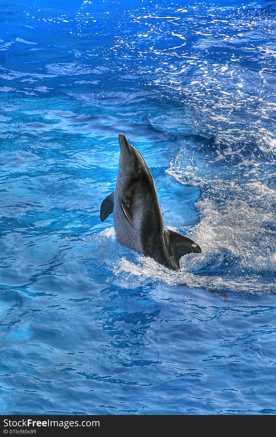 Dophin