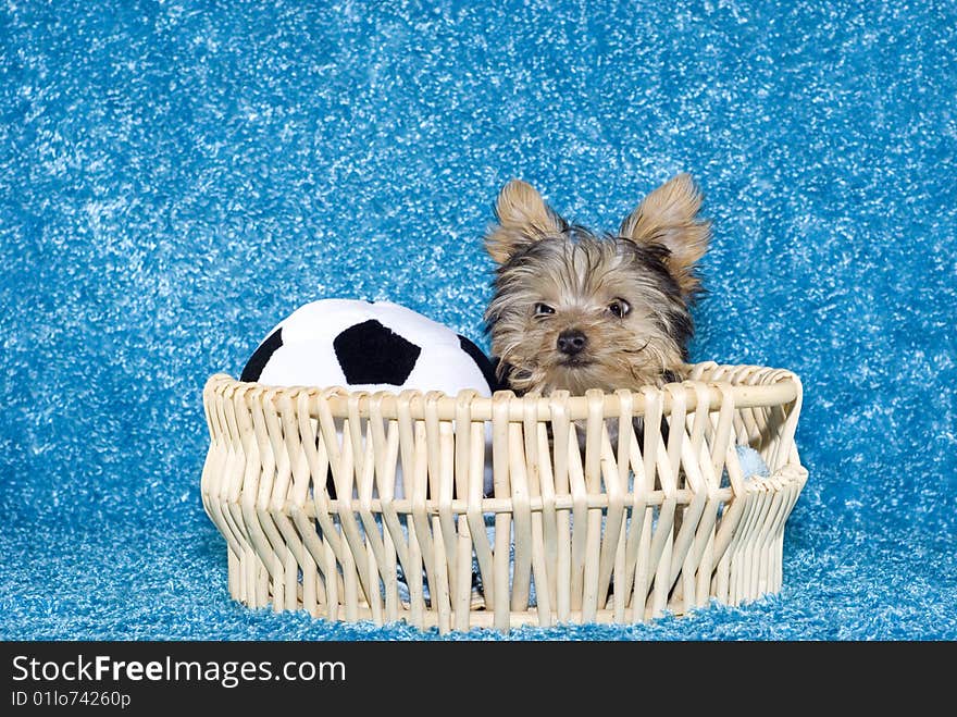 An adorable four month old Yorkshire Terrier puppy in a basket with a toy soccer ball with a turquoise blue background. An adorable four month old Yorkshire Terrier puppy in a basket with a toy soccer ball with a turquoise blue background