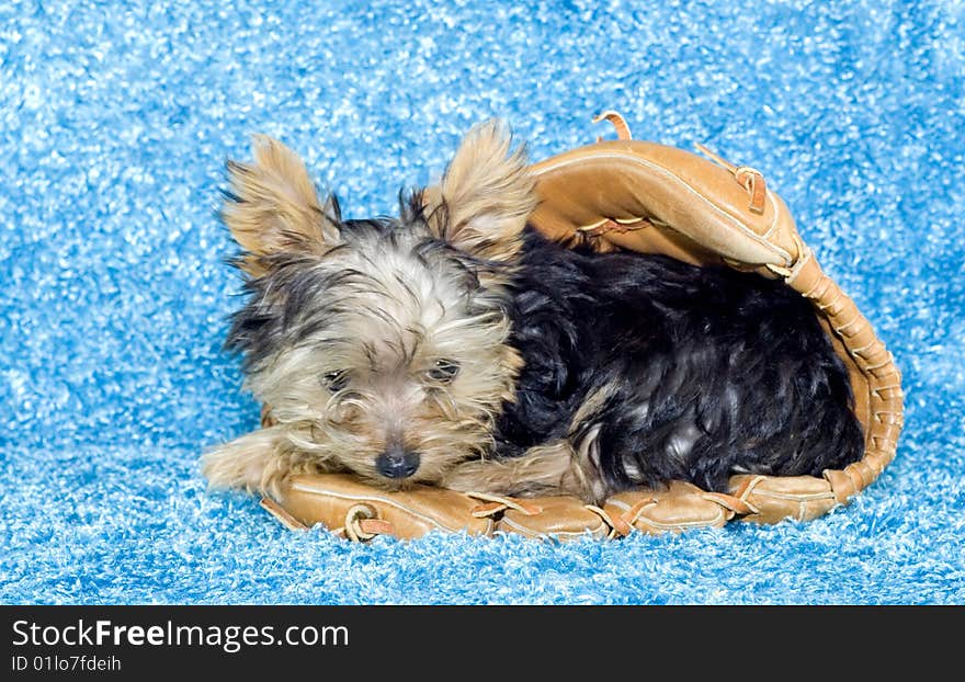 An adorable four month old Yorkie puppy lying in a baseball glove on a blue textured background with copy space. An adorable four month old Yorkie puppy lying in a baseball glove on a blue textured background with copy space